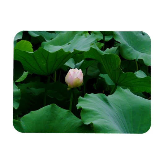 Bald blühen magnet (Horizontal)