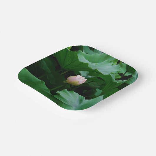 Bald blühen pappteller (Gewinkelt)