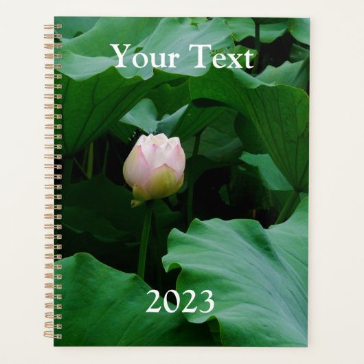 Bald blühender Planer (Vorderseite)