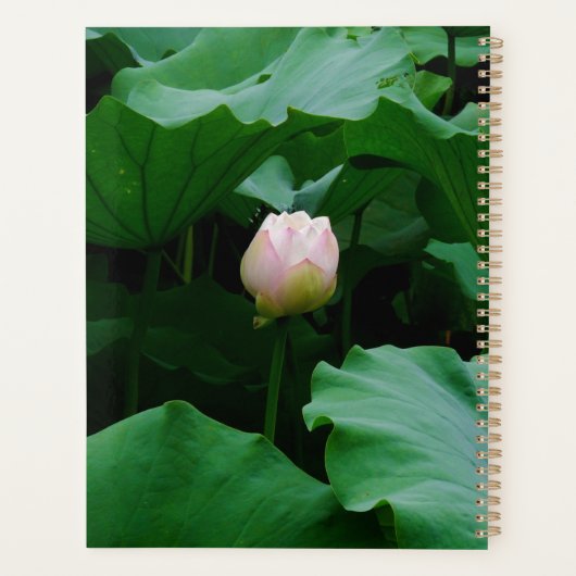 Bald blühender Planer (Rückseite)