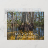 Bald Cypress bei Big Cypress National Preserve, FL Postkarte (Vorne/Hinten)