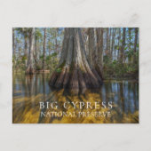 Bald Cypress bei Big Cypress National Preserve, FL Postkarte (Vorderseite)
