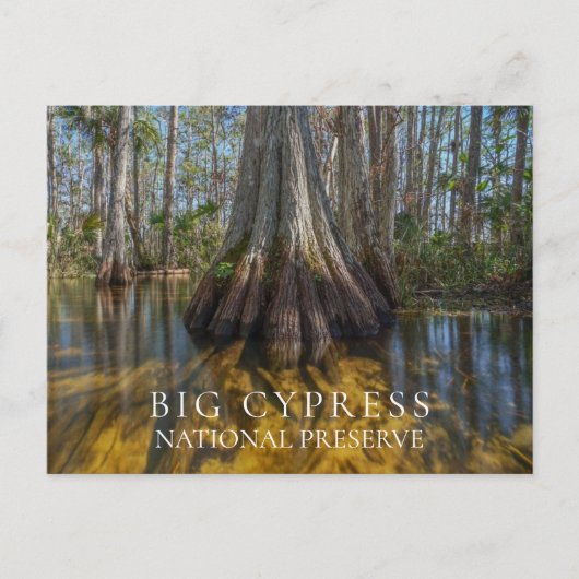 Bald Cypress bei Big Cypress National Preserve, FL Postkarte (Vorderseite)
