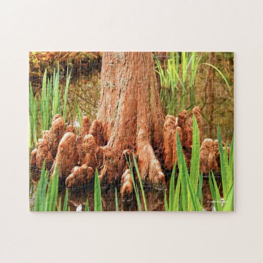 Bald Cypress Knees Puzzle (Horizontal)