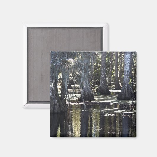 Bald Cypress Magnet (Vorderseite/Rückseite)