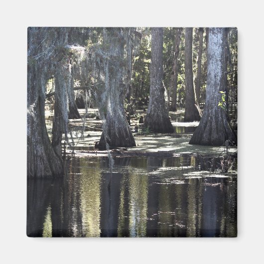 Bald Cypress Magnet (Vorne)