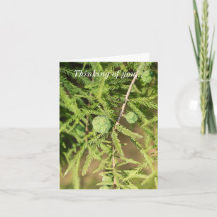 Bald-Cypress-Seed-Cone-Denken Karte