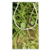 Bald Cypress Seed Cone Kleine Geschenktüte (Rückseite)