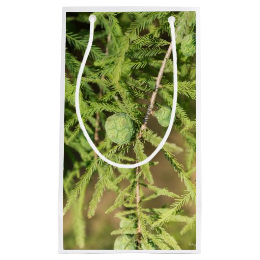 Bald Cypress Seed Cone Kleine Geschenktüte (Vorderseite)