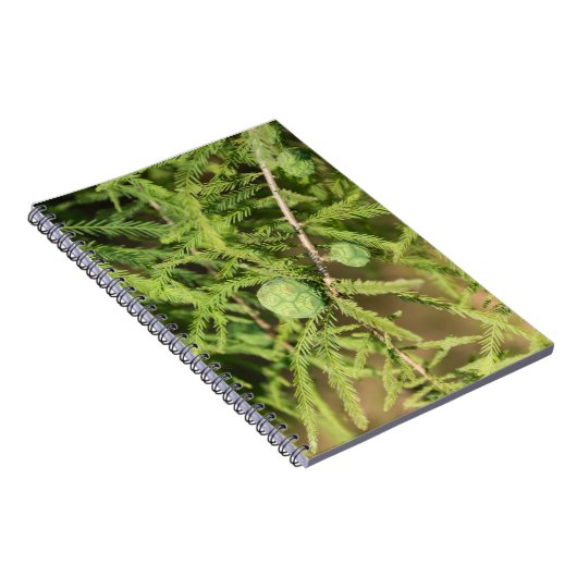 Bald Cypress Seed Cone Notizblock (Rechte Seite)