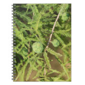 Bald Cypress Seed Cone Notizblock (Vorderseite)