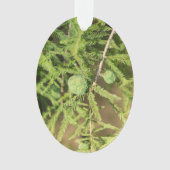 Bald Cypress Seed Cone Ornament (Vorderseite)