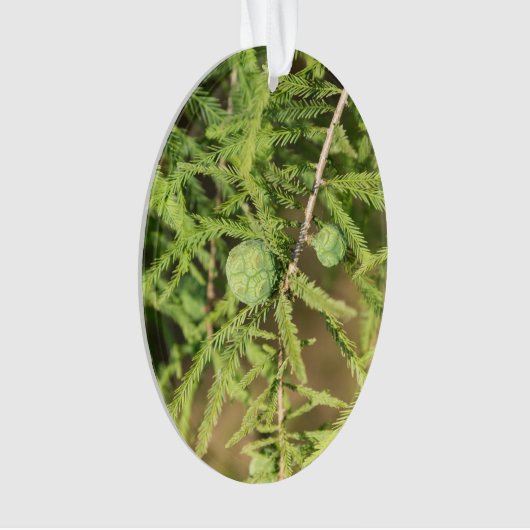 Bald Cypress Seed Cone Ornament (Vorderseite)