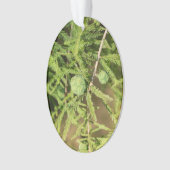 Bald Cypress Seed Cone Ornament (Vorderseite)