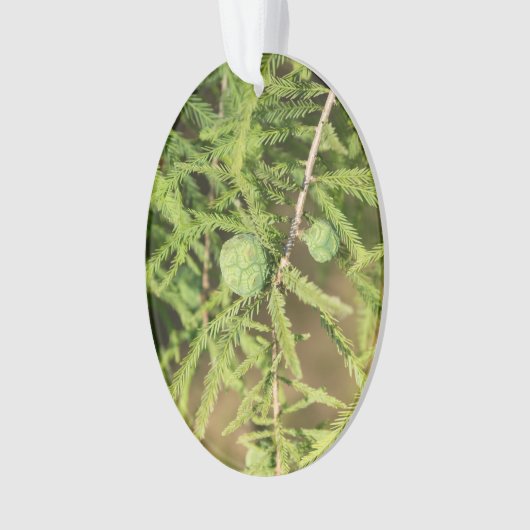 Bald Cypress Seed Cone Ornament (Vorderseite)