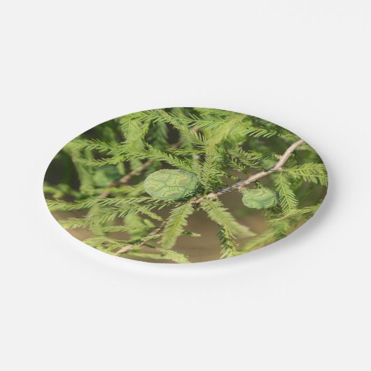 Bald Cypress Seed Cone Pappteller (Schrägansicht)