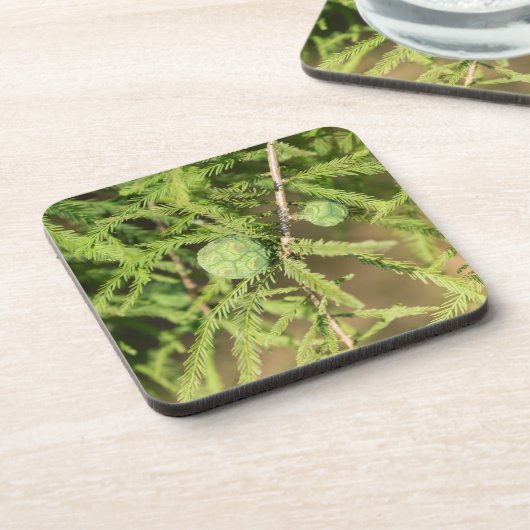 Bald Cypress Seed Cone Untersetzer (Linke Seite)