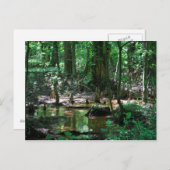 Bald-Cypress-Sumpfpostkarte Postkarte (Vorne/Hinten)