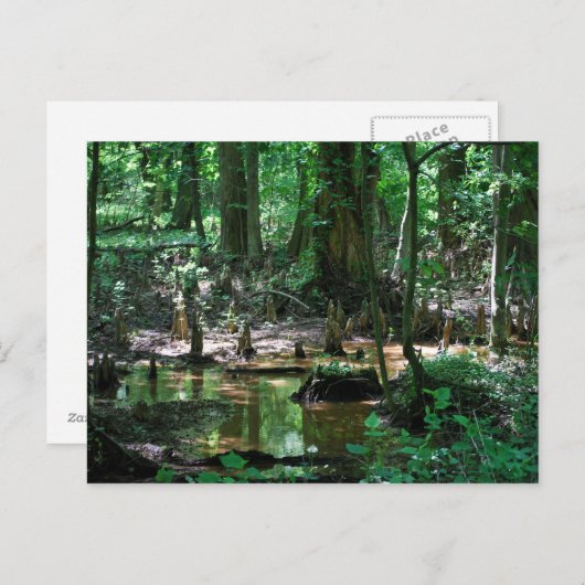Bald-Cypress-Sumpfpostkarte Postkarte (Vorne/Hinten)