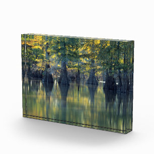 Bald Cypress Trees   Horseshoe Lake Illinois Fotoblock