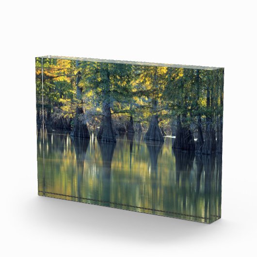 Bald Cypress Trees | Horseshoe Lake Illinois Fotoblock (Rechts)