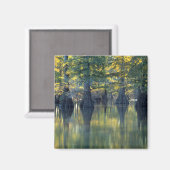Bald Cypress Trees | Horseshoe Lake Illinois Magnet (Vorderseite/Rückseite)