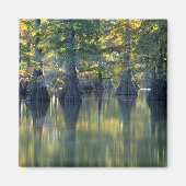 Bald Cypress Trees | Horseshoe Lake Illinois Magnet (Vorne)