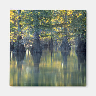 Bald Cypress Trees Horseshoe Lake Illinois Magnet