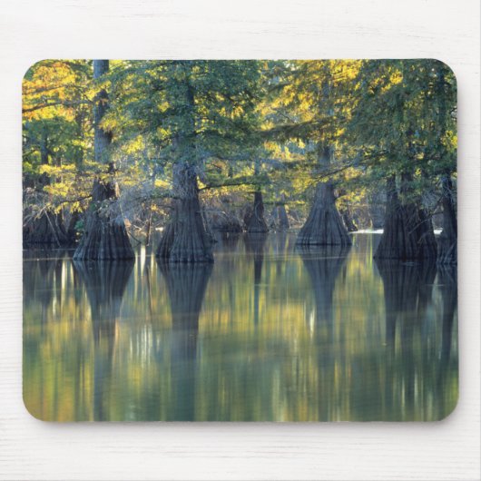 Bald Cypress Trees | Horseshoe Lake Illinois Mousepad (Vorne)