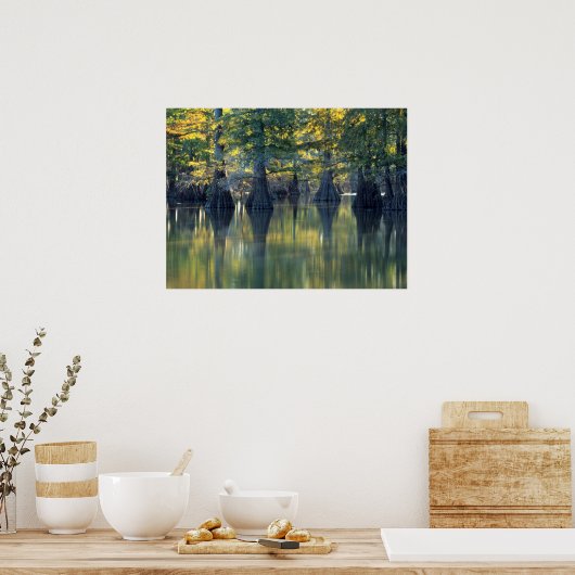 Bald Cypress Trees | Horseshoe Lake Illinois Poster (Küche)