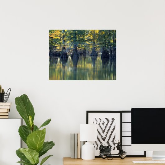 Bald Cypress Trees | Horseshoe Lake Illinois Poster (Heimbüro)