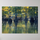 Bald Cypress Trees | Horseshoe Lake Illinois Poster (Vorne)