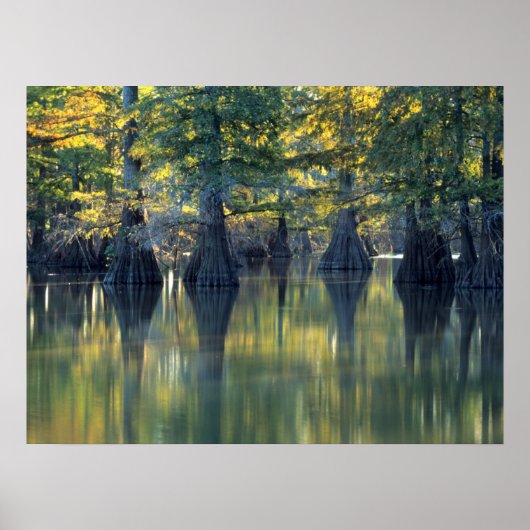 Bald Cypress Trees | Horseshoe Lake Illinois Poster (Vorne)