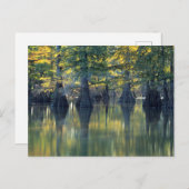 Bald Cypress Trees | Horseshoe Lake Illinois Postkarte (Vorne/Hinten)