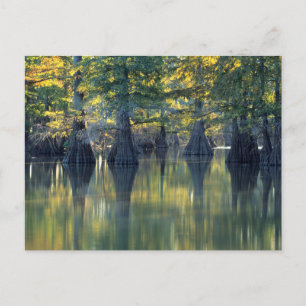 Bald Cypress Trees Horseshoe Lake Illinois Postkarte