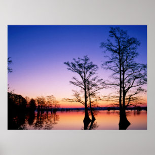 Bald Cypress Trees Nationale Schutzhütte, TN Poster