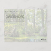 Bald Cypress überzogen mit spanischem Moss Postkarte (Rückseite)