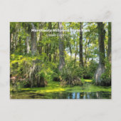 Bald Cypress überzogen mit spanischem Moss Postkarte (Vorderseite)