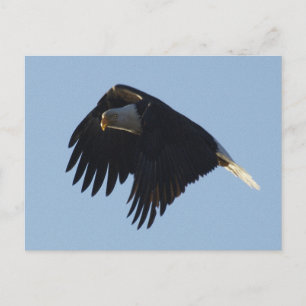 BALD EAGFL Motivierend Postkarte