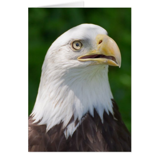 Bald Eagle (Vorne)