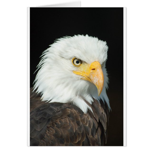 Bald Eagle (Vorne)
