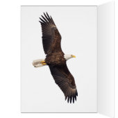 Bald Eagle (Innen (Links))