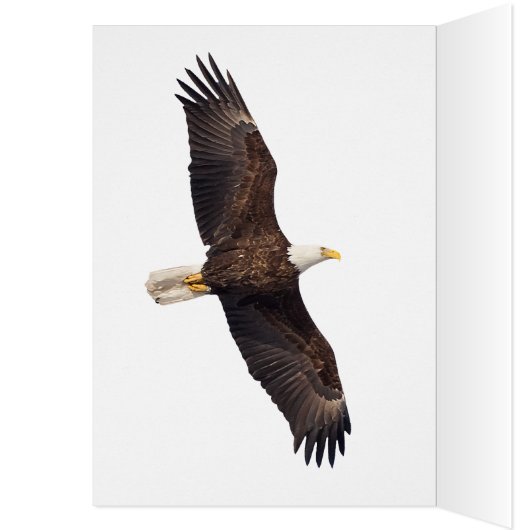 Bald Eagle (Innen (Links))