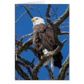 Bald Eagle (Vorne)