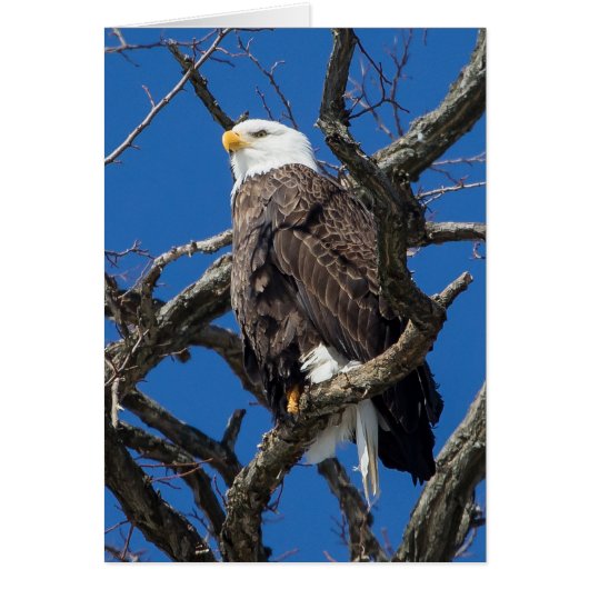 Bald Eagle (Vorne)