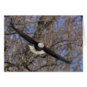 Bald Eagle (Vorderseite (Horizontal))