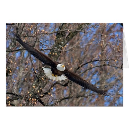 Bald Eagle (Vorderseite (Horizontal))