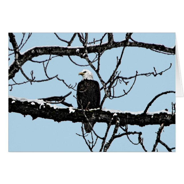 Bald Eagle (Vorderseite (Horizontal))
