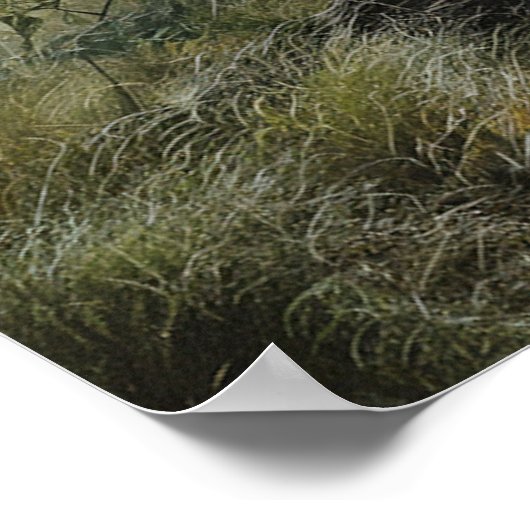 Bald Eagle 1 Poster (Ecke)