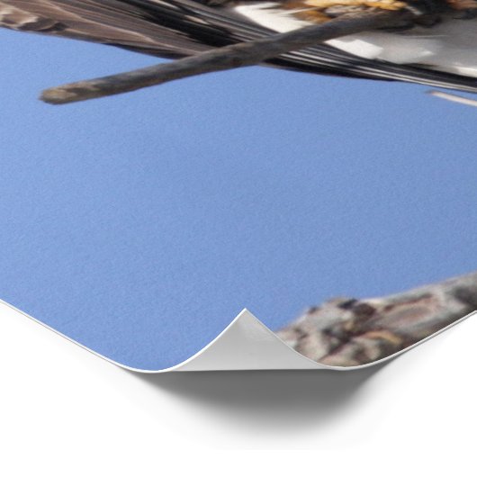 Bald Eagle 2010 Poster (Ecke)